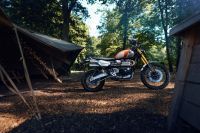 Ndp_Triumph_GoldLine_49